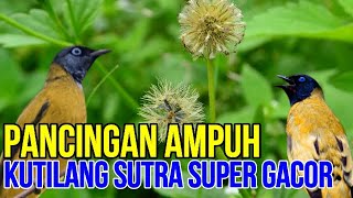 kutilang sutra super gacor