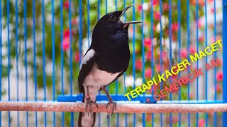 Terapi Kacer Macet Bunyi   gemericik Air! Ampuh Buat Mengatasi Kacer Stress dan Memulihkan Kodisi