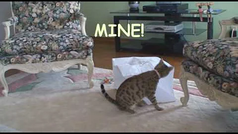 Video 11827271: bengal cat playing, cat bag, cat toy, cat old