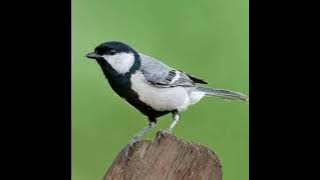 Suara mantap, abringan hutan pleci gelatik dan lainnya langsung turun, coba aja