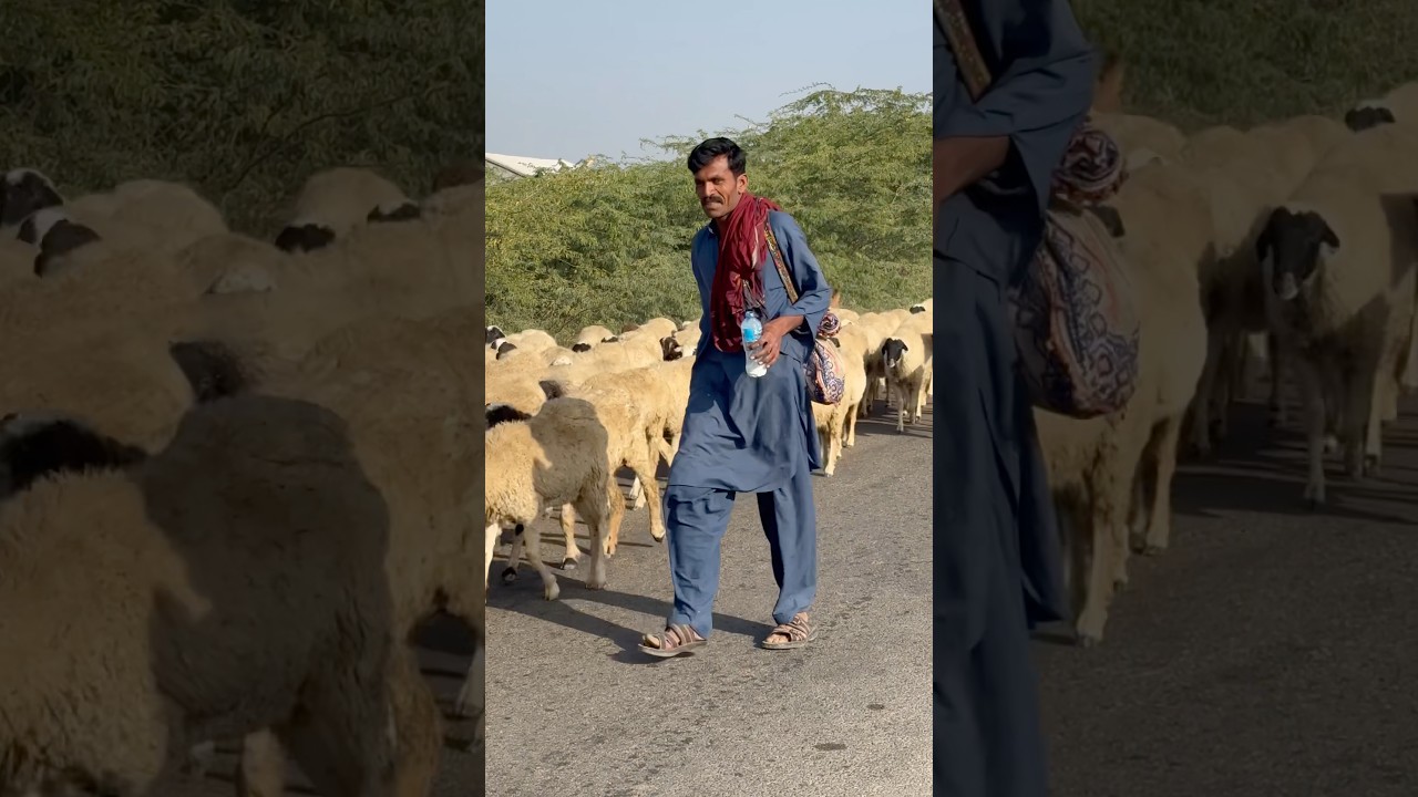 Sheep milking on roaf