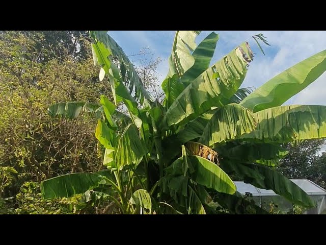 1 Jahr alte winterharte Banane im Garten ausgepflanzt. Musa Basjoo