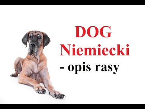 Wideo: Dog Niemiecki: Cechy Rasy