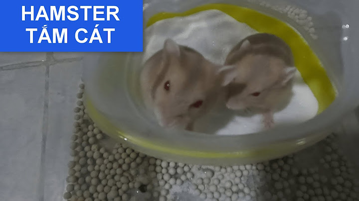 Cách làm cát tắm cho chuột hamster