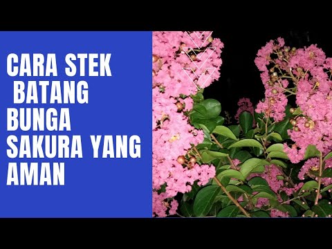 "Cara Stek Batang Bunga Sakura yang aman"