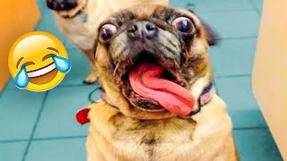1 Full Hour of Stupid Dog Videos! Try Not to Laugh!
