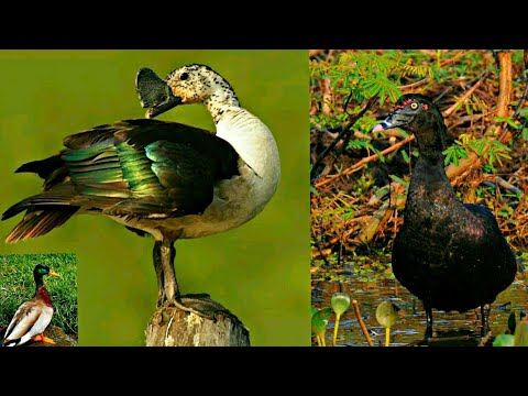 Vídeo: Patos do rio: tipos e nomes. pato selvagem do rio