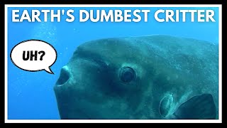 Meet the Fish So Useless, Even Evolution Gave Up