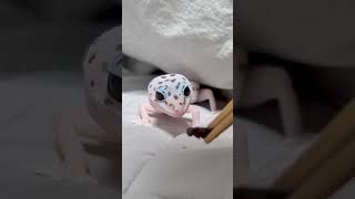 영섭이의 먹뚜리 #fattailgecko #reptiles