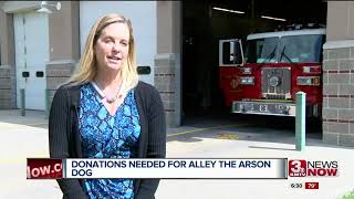 Alley The Arson Dog