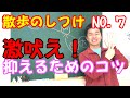 【犬 散歩編⑦】他人・他犬への吠えをすぐに抑えるために大切なコツを伝授します!〖犬のしつけ幼稚園@神戸〗byかずま先生
