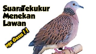 Suara Burung Tekukur Memaksa Lawan Turun| Meratus Nguku