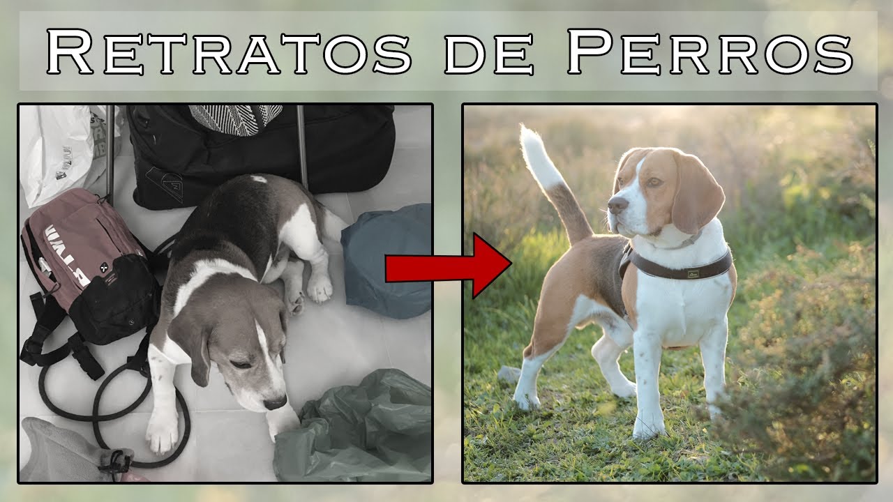 Como hacer un pañal para perro hembra