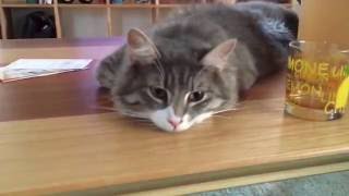 人の視界に入りたい猫 ノルウェージャンフォレストキャット Cat want to be before the people. Norwegian Forest Cat.
