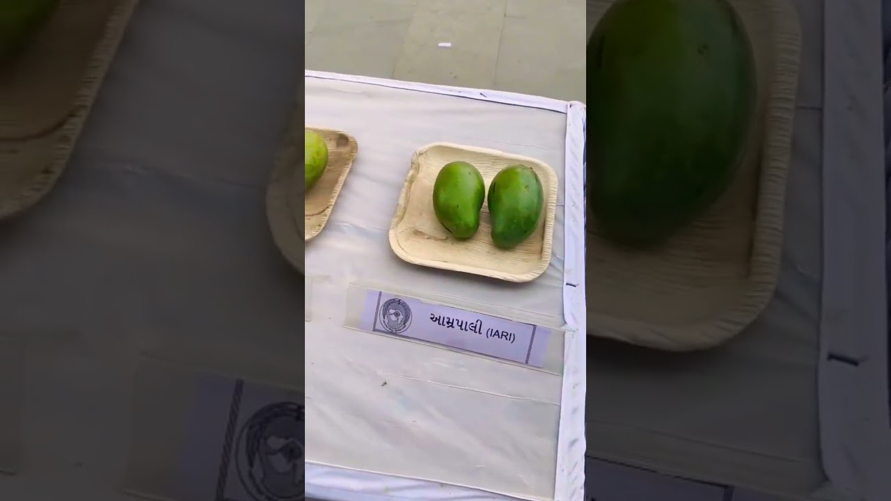 Mango exhibition at Ahmedabad 