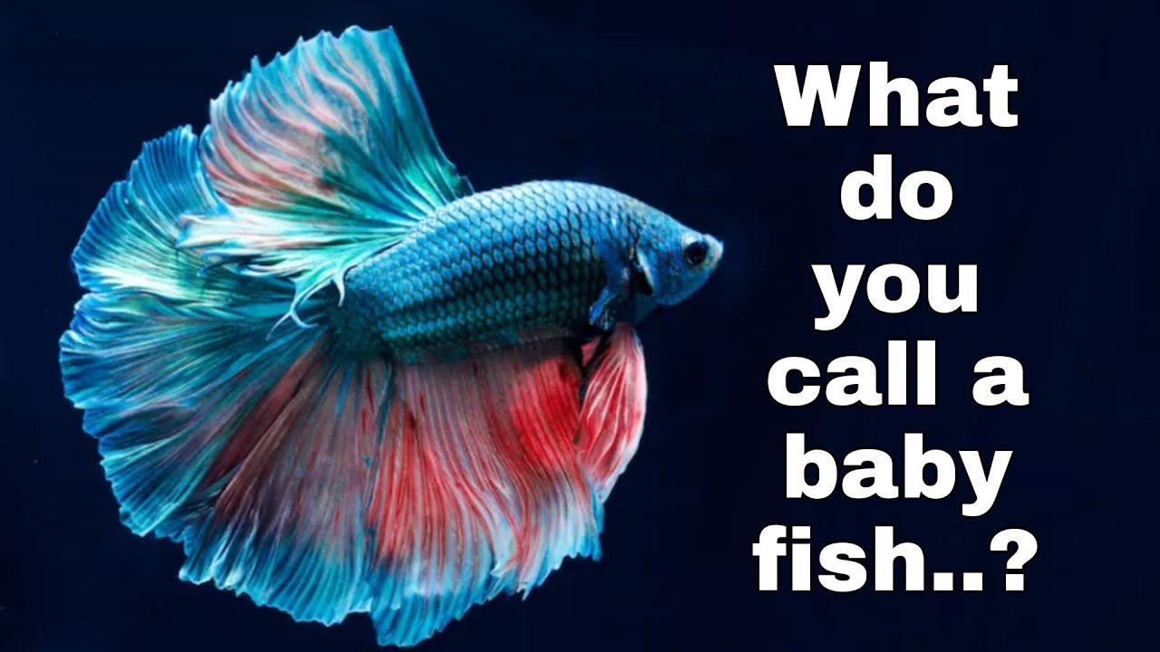 What do you call a baby fish 
