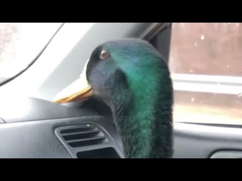 DUCK LOVES CAR RIDES