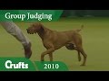 Hungarian Vizsla wins Gundog Group Judging (Again!) at Crufts 2010 | Crufts Dog Show