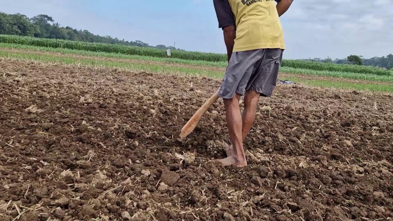 Land Preparation for Peanuts: What Farmers Really Do Behind the Scenes! - Agriculture Farming