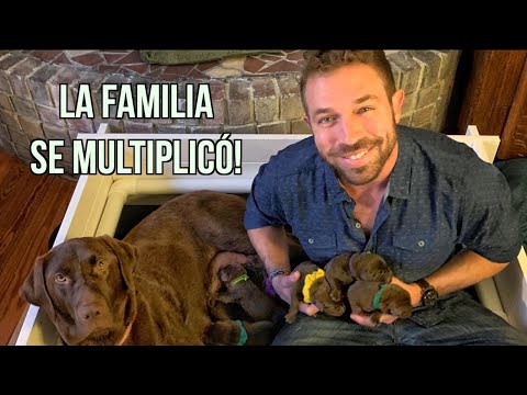 Video: Labradores y Embarazo