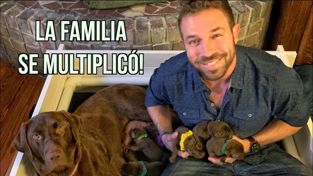 MI PERRA MAE MAE TUVO 13 CACHORROS CHOCOLATITOS 🐶🍫🥰