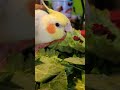 Augie cockatiel enjoying his collard greens 😍 Such a good boy! #parrottowntv #shorts