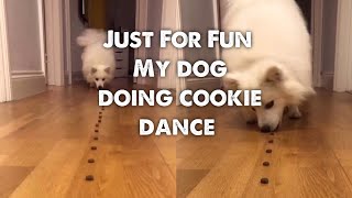 My dog’s cookie dance