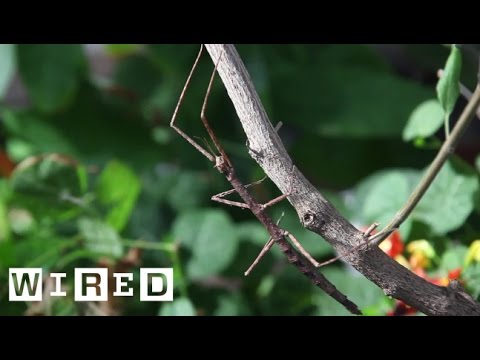 Meet The Many Insects That Insist On Being Sticks And Leaves | Absurd Creatures | WIRED