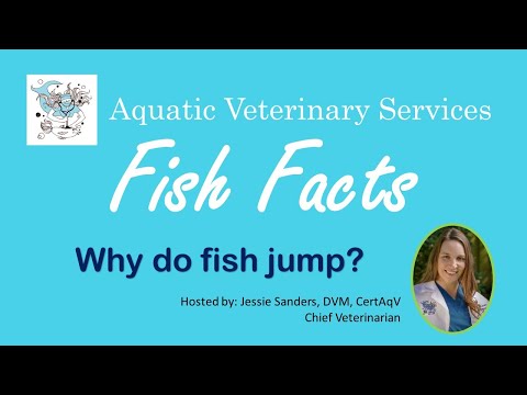 Video: Waarom springen springende vissen?