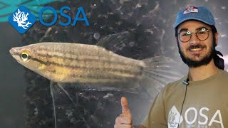 Incredible Croaking Gourami at OSA!