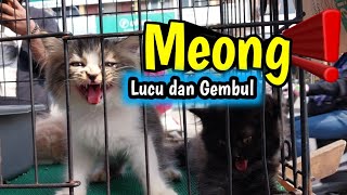 Kucing persia di pasar❗ semakin bagus harganya naik