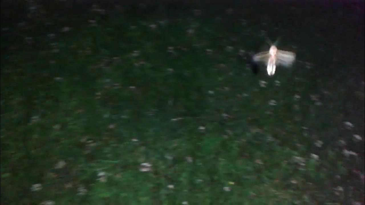 Lightning Bug or Firefly Flying , Blinking, Flashing. YouTube