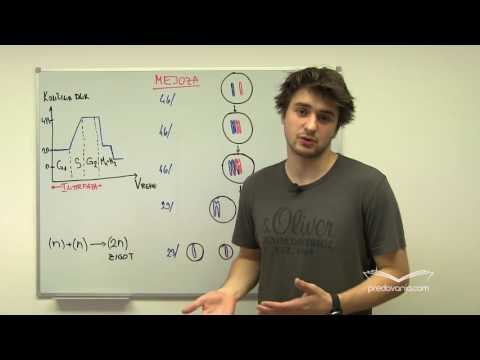 Video: Razlika Med Nedisunkcijo V Mejozi 1 In 2