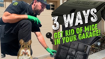 Keep Mice Out Of Your Garage-3 Easy Steps