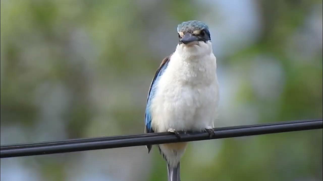 Birds of Hervey Bay Qld Sacred Kingfisher YouTube