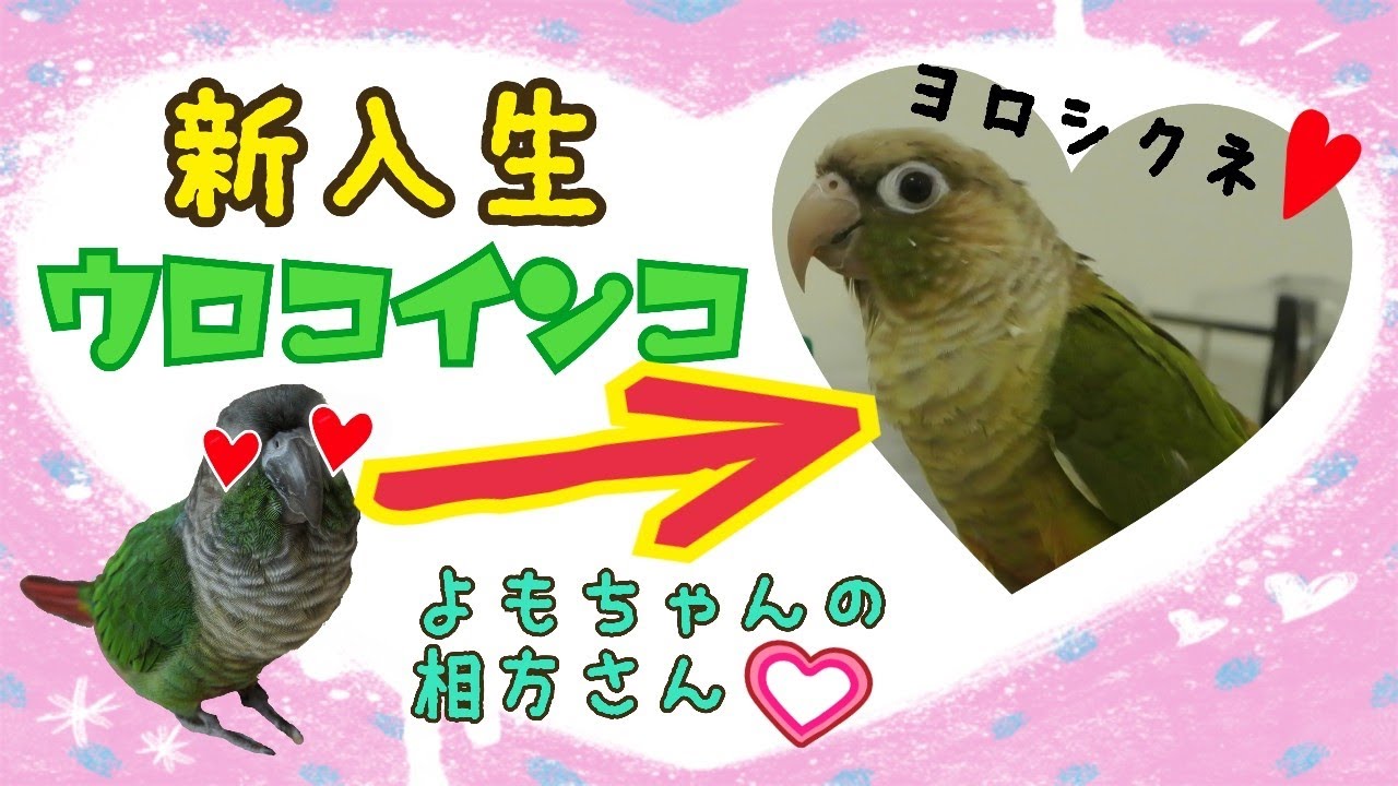 よもちゃんの相方さんをお迎えしました☆ ウロコインコ Green-cheeked parakeet Pyrrhura molinae