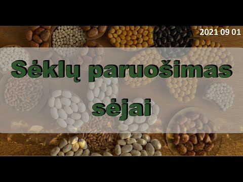 Sėklų paruošimas sėjai, 2021 09 01