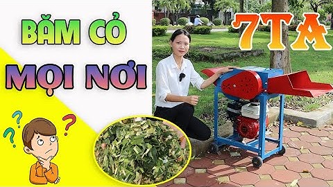Máy Băm Cỏ 7TA Bình Quân Băm Cỏ Cho Bò Ở Mọi Nơi ???