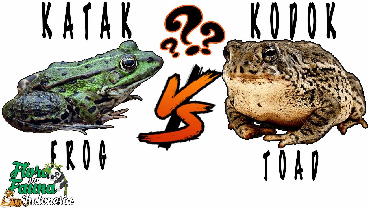 WAJIB TAHU BIAR TIDAK KELIRU! PERBEDAAN KATAK DAN KODOK