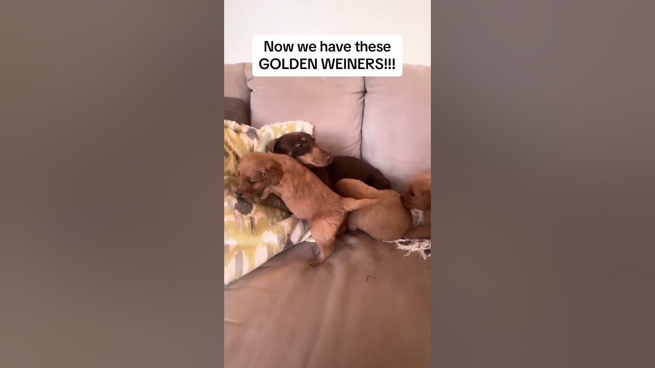 Ever Wonder Dachshund & Golden Retriever Puppy Looks Like? - Maxres2