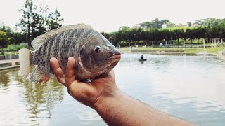 Разведение рыбы тилапии: раскрытие потенциала водного хозяйства для лучшего будущего/Tilapia