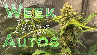 Let’s grow autoflowering Cannabis in a closet! Week 9!