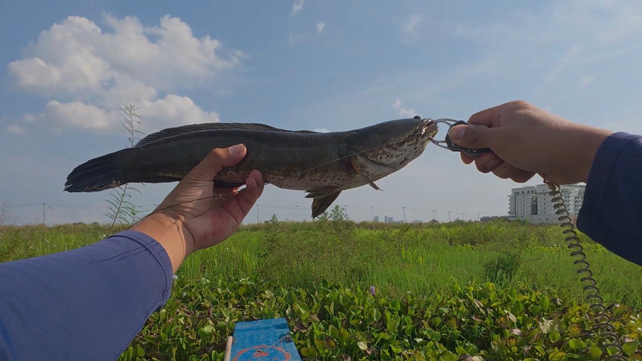 បបក់ត្រីបឹង ខាំកាចៗ សាហាវៗ វ៉ាត់ញ័រដៃ/Amazing attack from Snakehead fish.