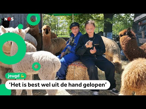 Video: Scherendag Op De Boerderij Voor Alpaca's