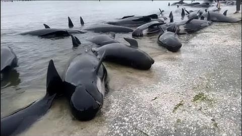 Hundreds of Whales Swim Aground in New Zealand