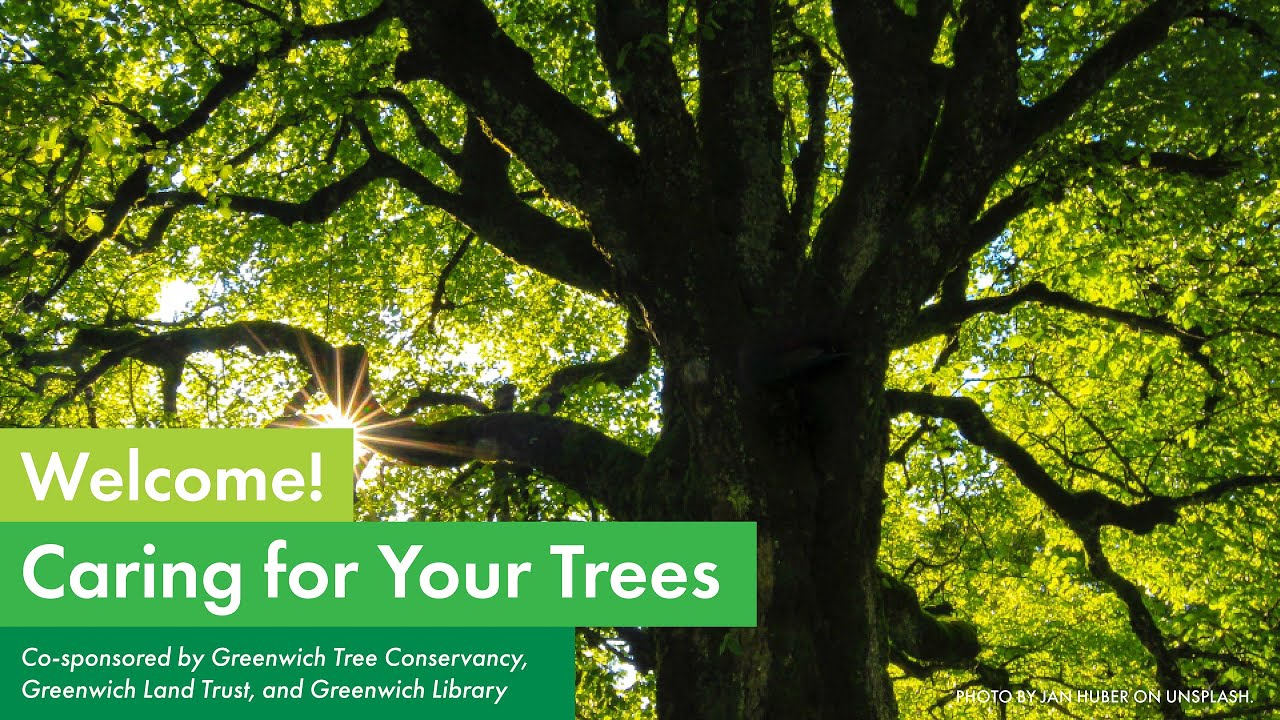 Caring for Your Trees: Greenwich Tree Conservancy Panel Discussion ...