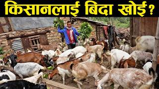 पासपोर्ट फ्याकेर बाख्रा पालनमा लागेका रामको प्रश्न "किसानलाई बिदा खोई?" | Goat Farming in Nepal