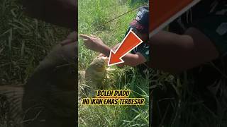 Jackpot!!!! dapat ikan emas babon penghuni sungai ini.