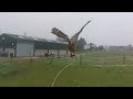 European Eagle owl takes off from the fist back to his perch, slow motion