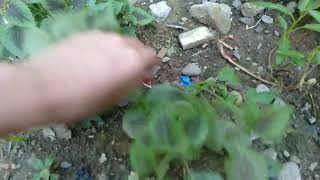 Daun Miana 🌱 | Hasil Berekebun Selama Dirumahaja